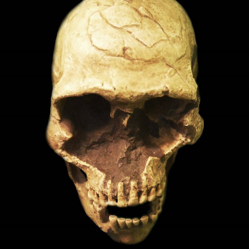 Cráneo de Homo Sapiens