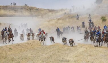 Encerrar toros, el rito estrella del estío festivo