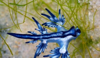 En Europa observan con atención el 'dragón azul' que provoca la prohibición de bañarse en estas playas españolas
