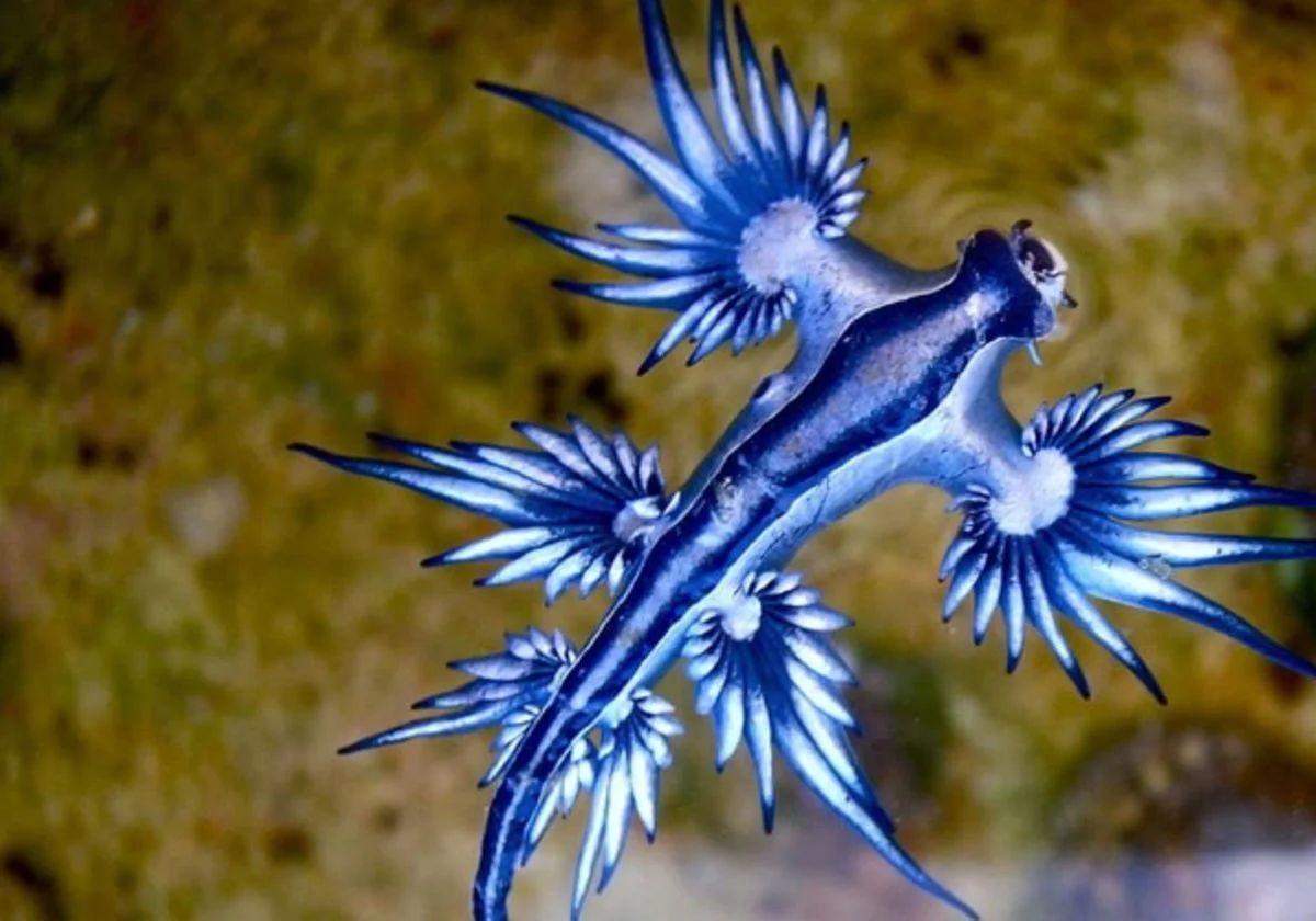 Cierran playas de Cádiz y Alicante al detectarse la presencia del peligroso dragón azul