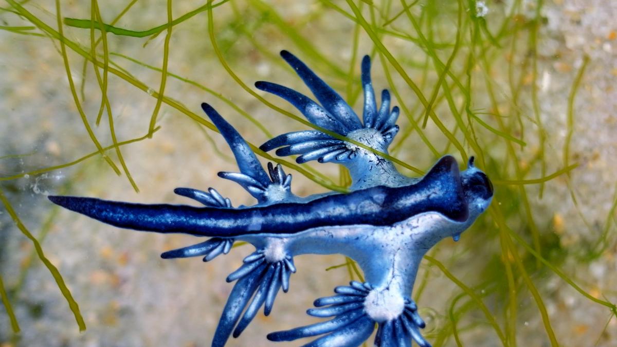 En Europa observan con atención el 'dragón azul' que provoca la prohibición de bañarse en estas playas españolas