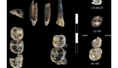 Descubren en Etiopía trece dientes de una nueva especie de Australopithecus