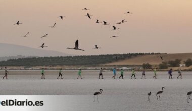 La laguna de Fuente de Piedra de Málaga da la bienvenida a más de 22.000 polluelos de flamenco
