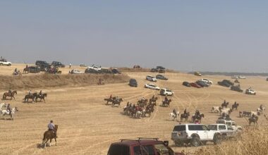 Juego y fatiga en el encierro campero de Torrelobatón