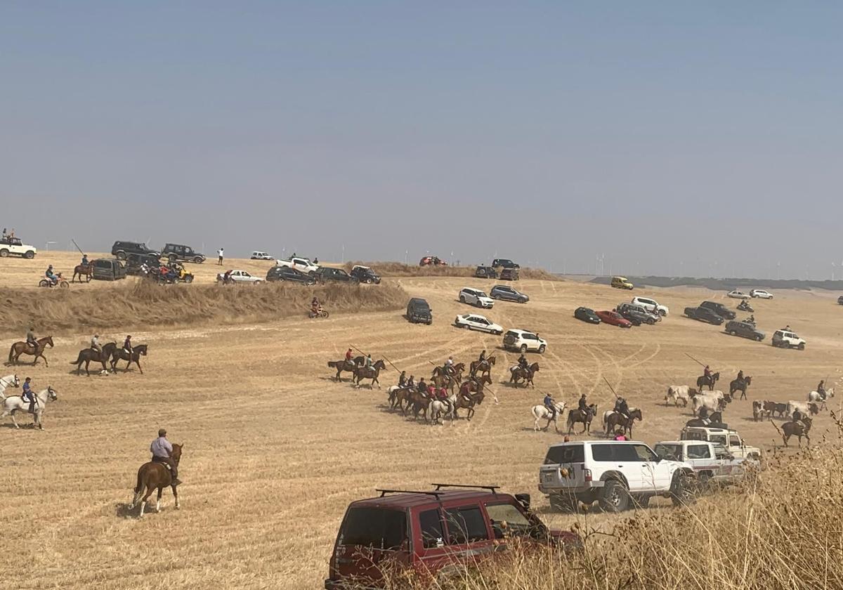 Juego y fatiga en el encierro campero de Torrelobatón