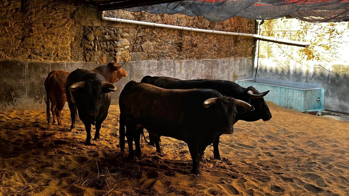 Toros de Alcurrucén en la plaza de toros