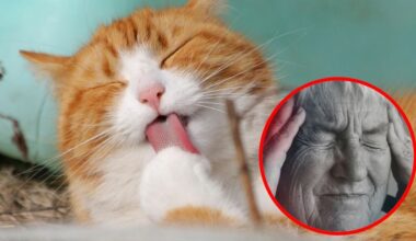 Estudio revela que los gatos desarrollan demencia igual que las personas