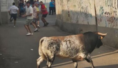Varios jóvenes intentan llamar la atención de uno de los novillos del encierro urbano
