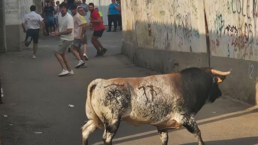 Varios jóvenes intentan llamar la atención de uno de los novillos del encierro urbano