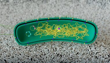 GenRewire: la nueva técnica que reprograma bacterias para degradar plásticos sin añadir genes externos