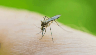 Cataluña registra 40 casos importados de arbovirosis desde junio