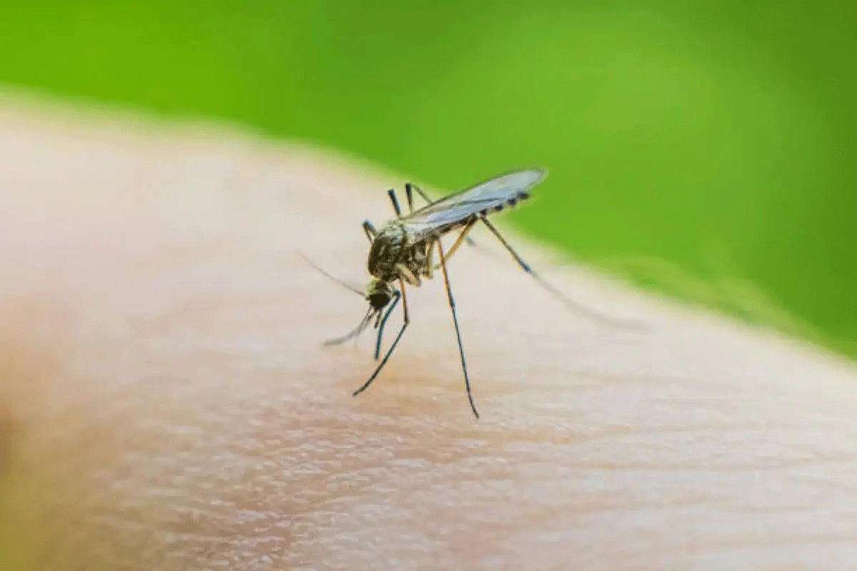 Cataluña registra 40 casos importados de arbovirosis desde junio