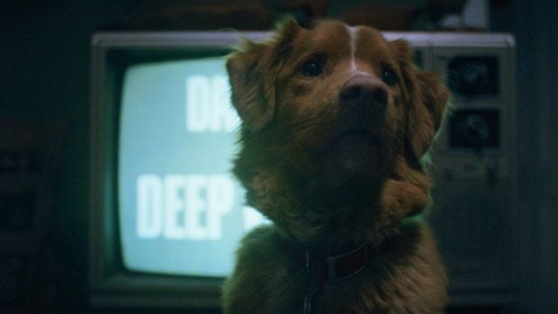 Good Boy terror perro