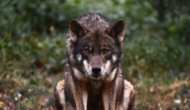 Trece comunidades, entre ellas dos del PSOE, denuncian ante Europa que el Gobierno no les deja votar el informe sobre el lobo