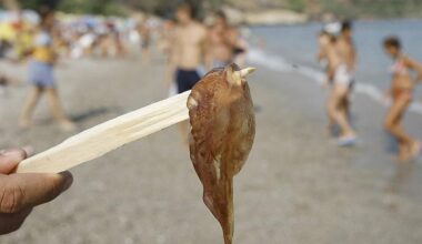 Medusas en Málaga: bandera amarilla este domingo en tres playas de la capital
