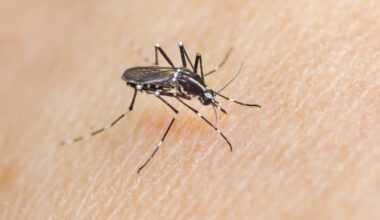 mosquito tigre