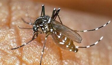 Medidas preventivas para evitar el contagio de chikungunya, el nuevo virus que amenaza a Euskadi