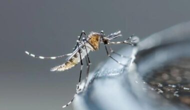 Hendaia fumiga por cuarta vez sus calles contra el mosquito tigre