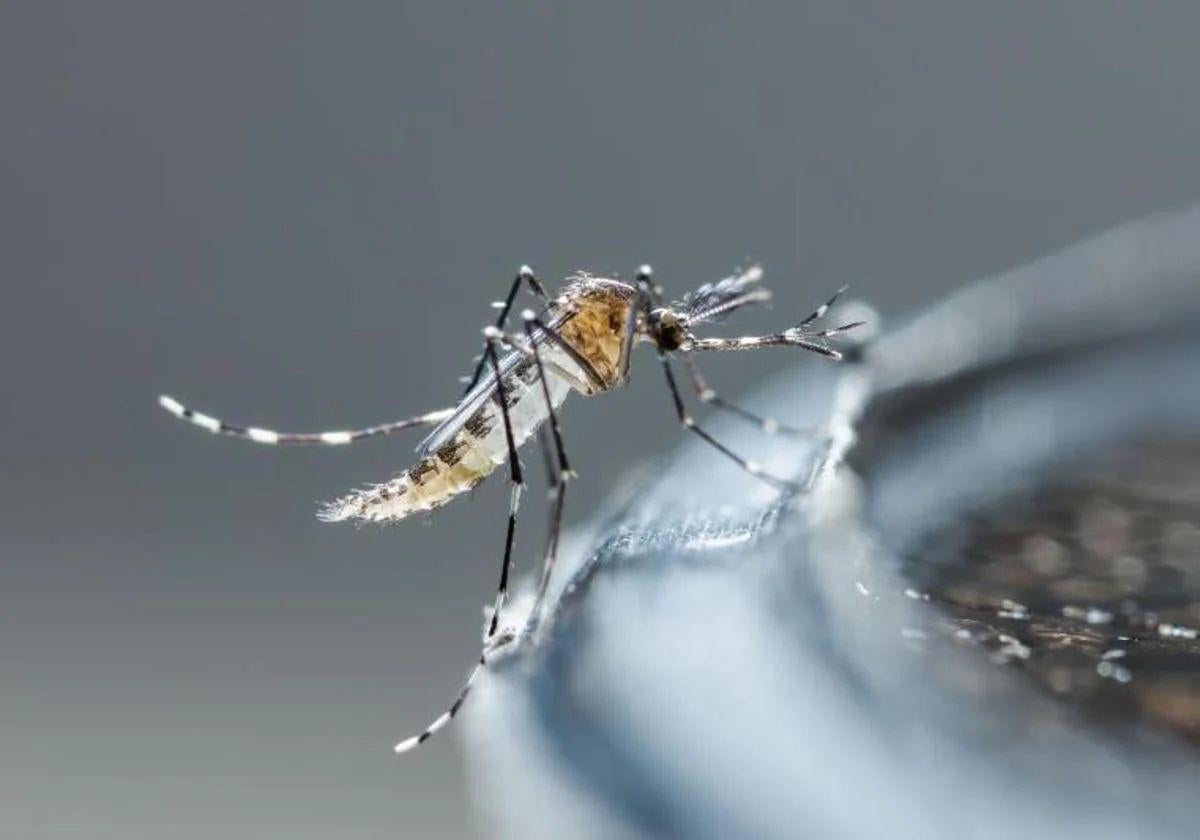 Hendaia fumiga por cuarta vez sus calles contra el mosquito tigre
