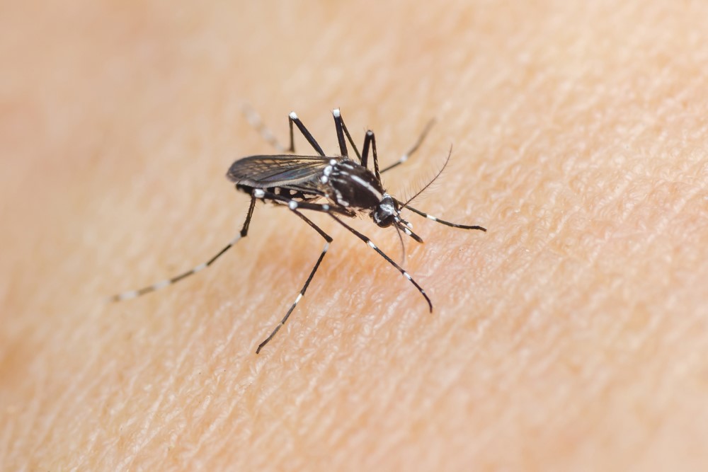 mosquito tigre