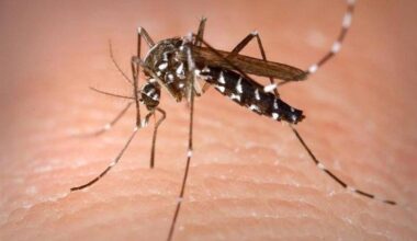 Temor al mosquito tigre y los virus que porta: «Que llegue aquí es cuestión de tiempo»