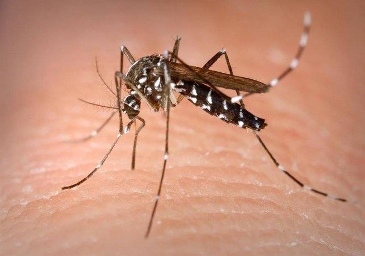Temor al mosquito tigre y los virus que porta: «Que llegue aquí es cuestión de tiempo»