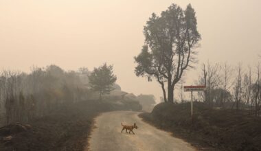 La ola de incendios avanza sin tregua en Galicia y arrasa ya cerca de 60.000 hectáreas - La Voz de Galicia