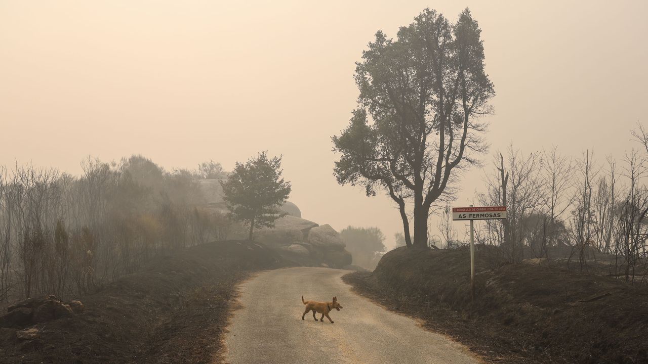 La ola de incendios avanza sin tregua en Galicia y arrasa ya cerca de 60.000 hectáreas - La Voz de Galicia