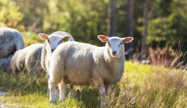 Detectan anticuerpos de gripe aviar en una oveja tras un brote en aves marinas en Noruega