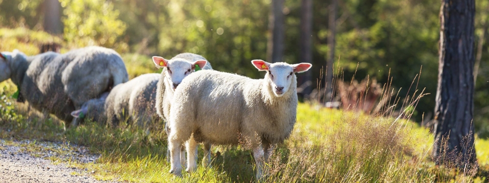 Detectan anticuerpos de gripe aviar en una oveja tras un brote en aves marinas en Noruega