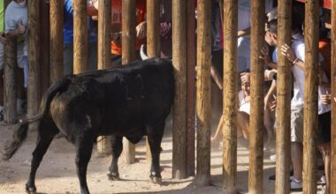Corneada una mujer en la zona pélvica durante la primera capea de Peñafiel