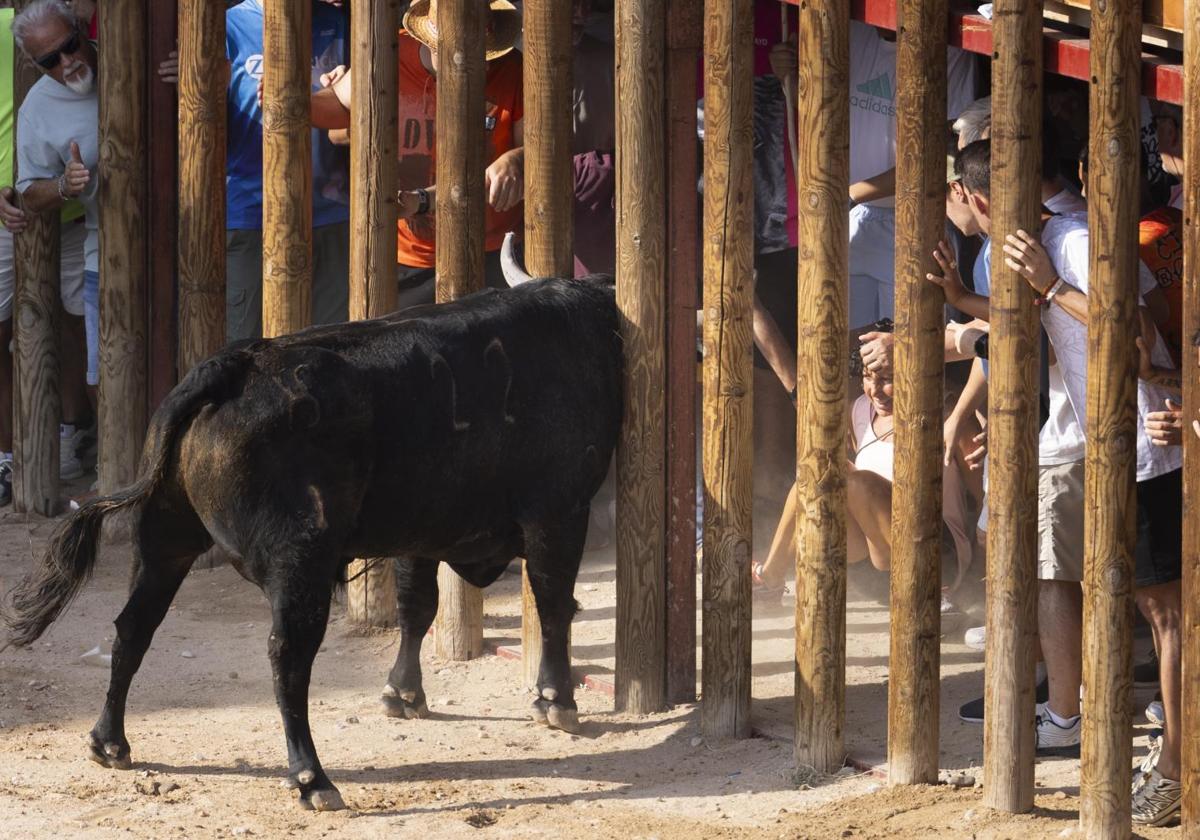 Corneada una mujer en la zona pélvica durante la primera capea de Peñafiel