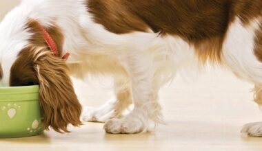 La industria europea de alimento para mascotas da las claves sobre la alimentación grain free