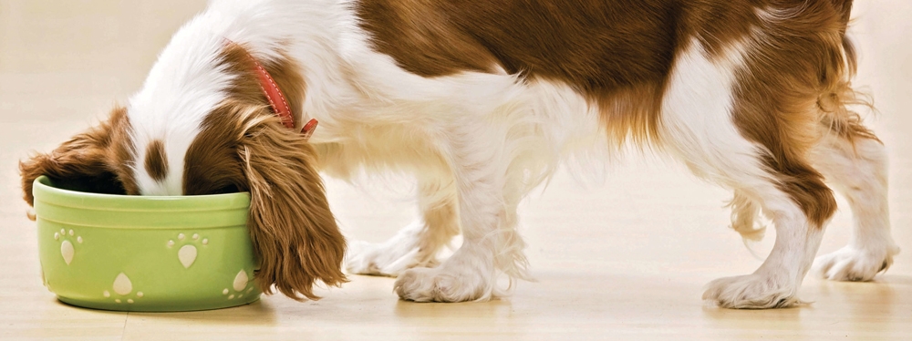 La industria europea de alimento para mascotas da las claves sobre la alimentación grain free