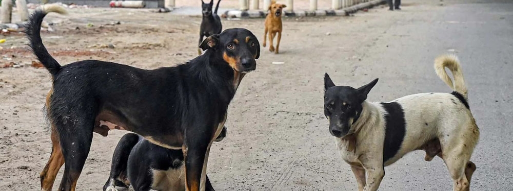 El perro doméstico es la especie hospedadora más frecuentemente citada en el contexto de las zoonosis
