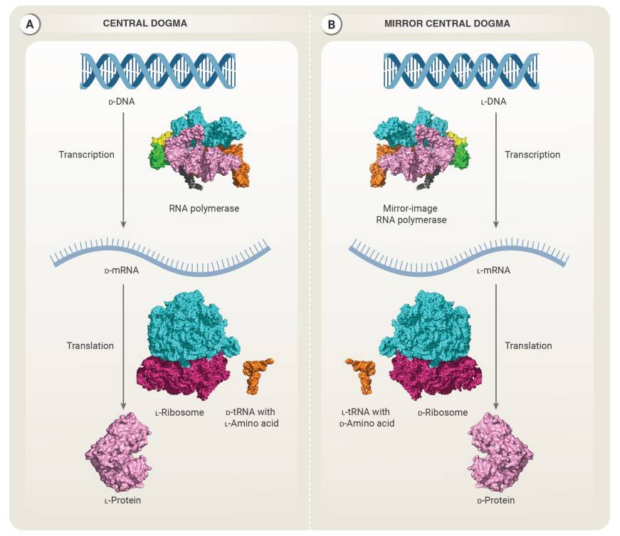Ilustración del proceso de generación bacteriana a partir de componentes naturales (A), sintéticos (B) y sus equivalentes especulares sintéticos (C), culminando en una bacteria espejo viva. / JCVI