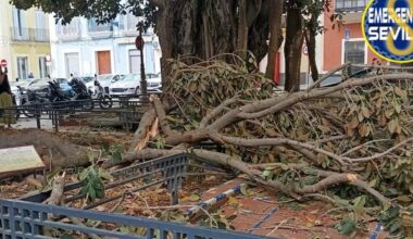 Se cae una rama de un ficus de la Plaza de San Pedro de Sevilla