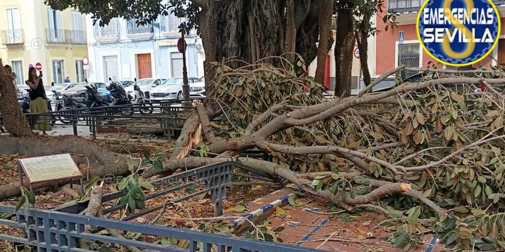 Se cae una rama de un ficus de la Plaza de San Pedro de Sevilla