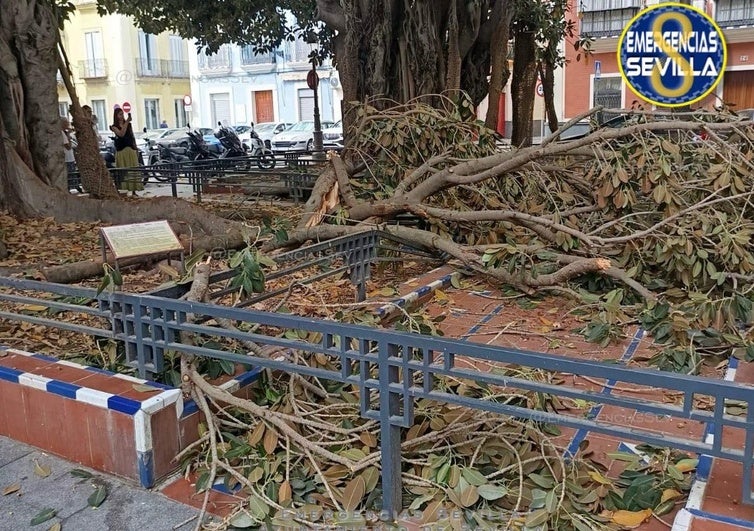 Imagen de la rama del ficus caída en San Pedro