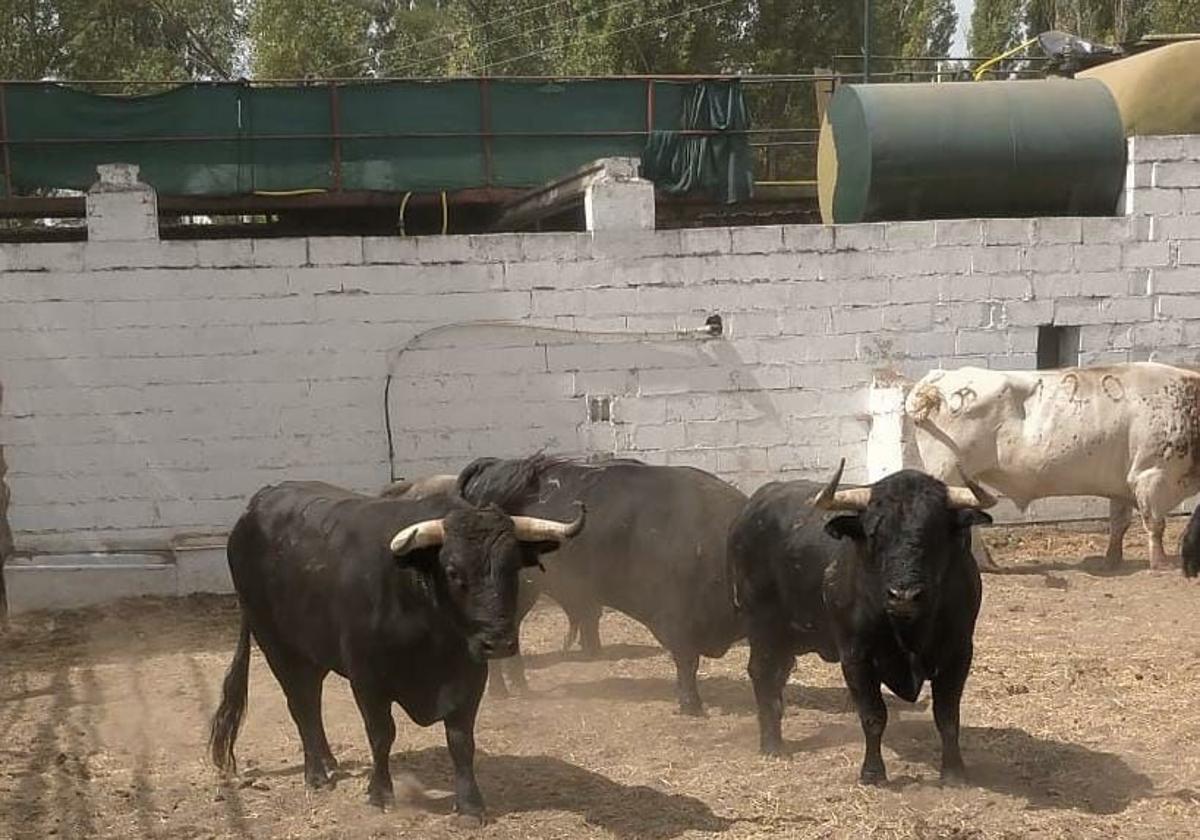 Cuéllar prolonga su inmemorial costumbre de los encierros con diversidad de encastes