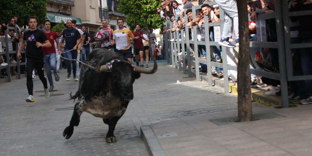 Carcabuey volverá a vibrar este sábado con el Toro de Cuerda, que cumple 400 años