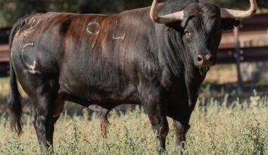 'Saltavallas', de la ganadería Garcigrande y con 615 kilos, será el Toro de la Vega 2025