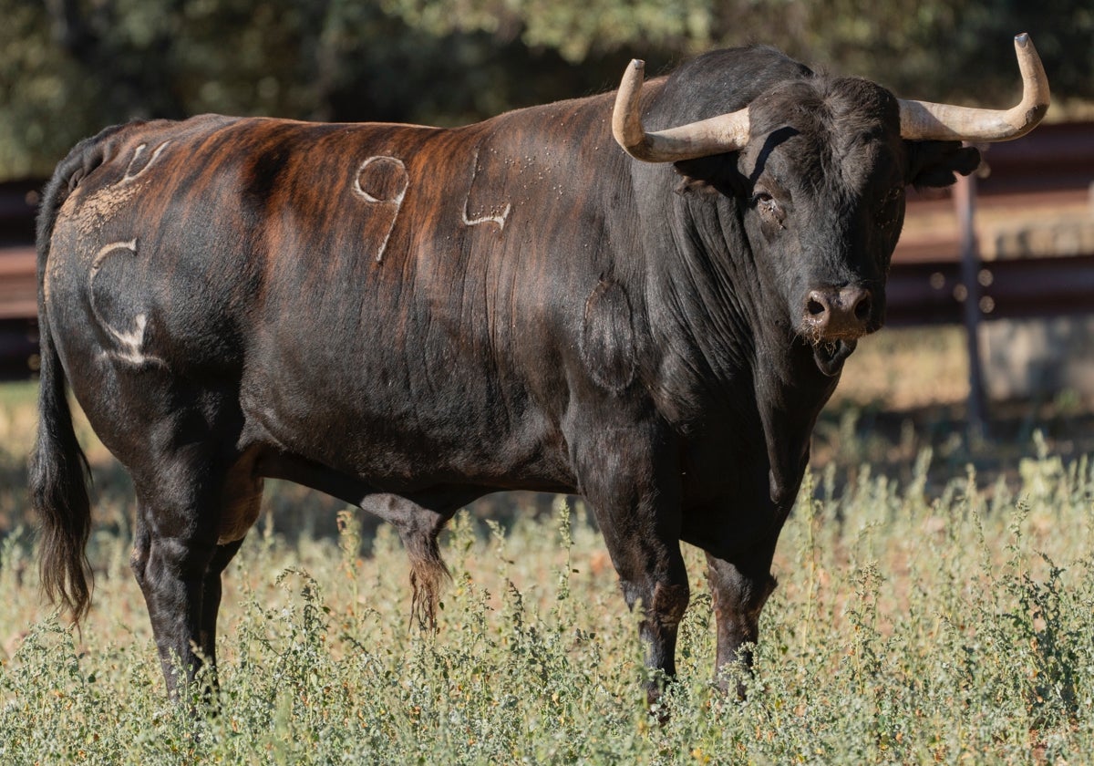 'Saltavallas', de la ganadería Garcigrande y con 615 kilos, será el Toro de la Vega 2025