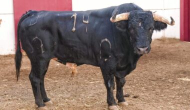 Pablo Páez tomará la alternativa con el toro 'Caminante'