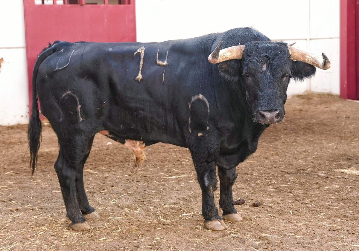 Pablo Páez tomará la alternativa con el toro 'Caminante'