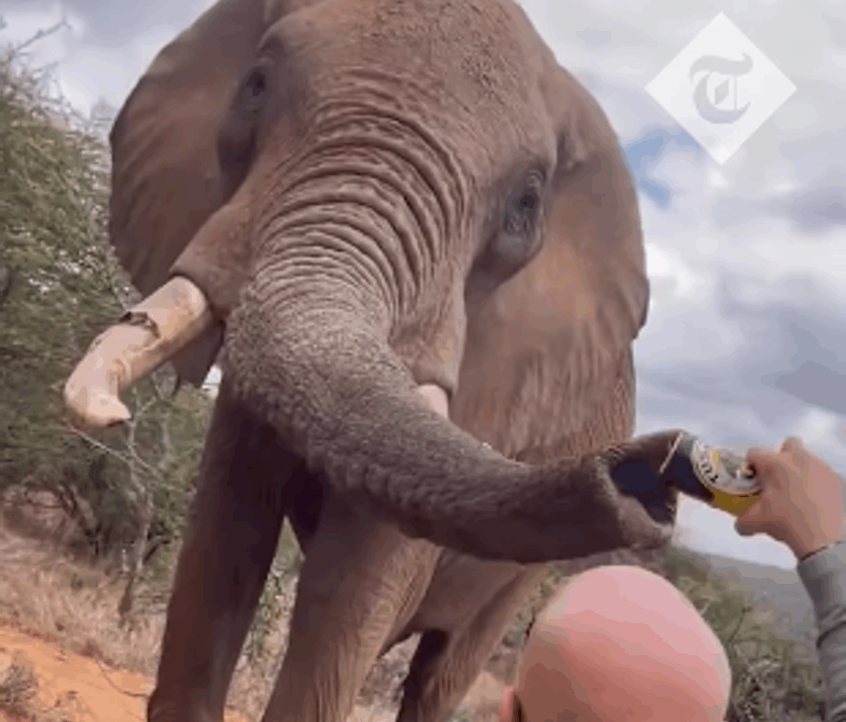 Indignación en Kenia por un turista español que vació una lata de cerveza en la trompa de un elefante