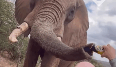 Indignación en Kenia por un turista español que vació una lata de cerveza en la trompa de un elefante
