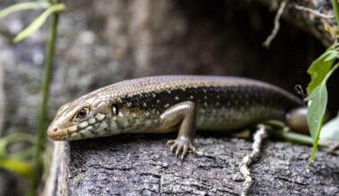 Destapado el secreto de los lagartos australianos para bloquear el veneno de las serpientes más mortales del mundo
