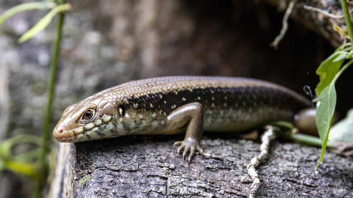 Destapado el secreto de los lagartos australianos para bloquear el veneno de las serpientes más mortales del mundo