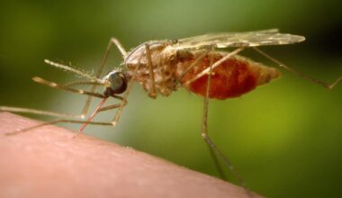 ¿Qué es el chikungunya, el virus que ahora se propaga en el sur de China?